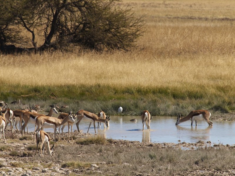 Etosha National Park, Springbok